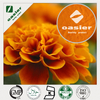 Marigold extract - Lutein
