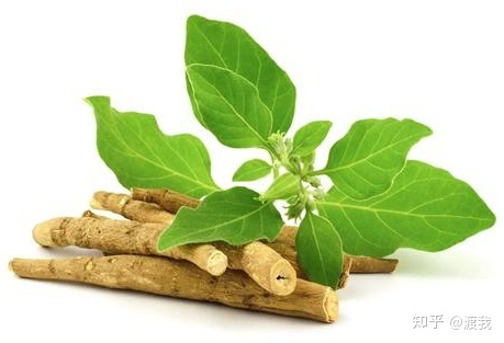 Ashwagandha plant extract Therapeutic effect on insomnia.jpg
